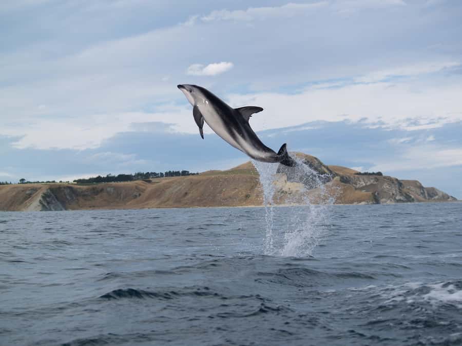 Kaikoura: Sunset Evening Kayaking Tour - Who should book this, and who should think twice