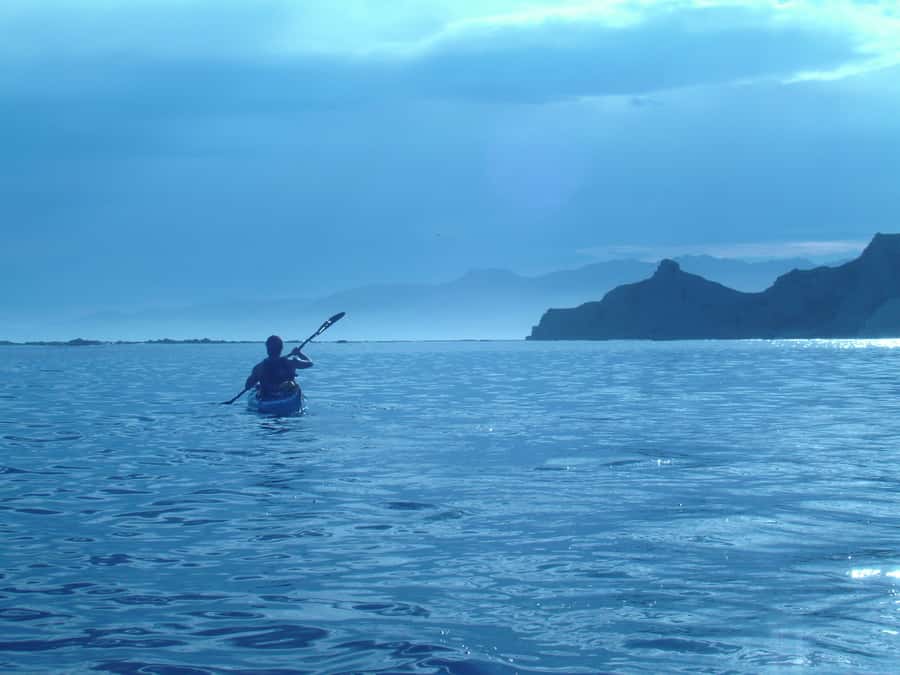 Kaikoura: Sunset Evening Kayaking Tour - Wildlife beyond the seals: dolphins, penguins, albatross, and surprise extras