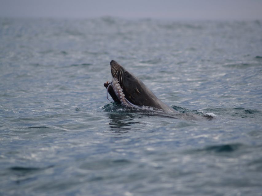 Kaikoura: Sunset Evening Kayaking Tour - What the weather means for your comfort and your photos