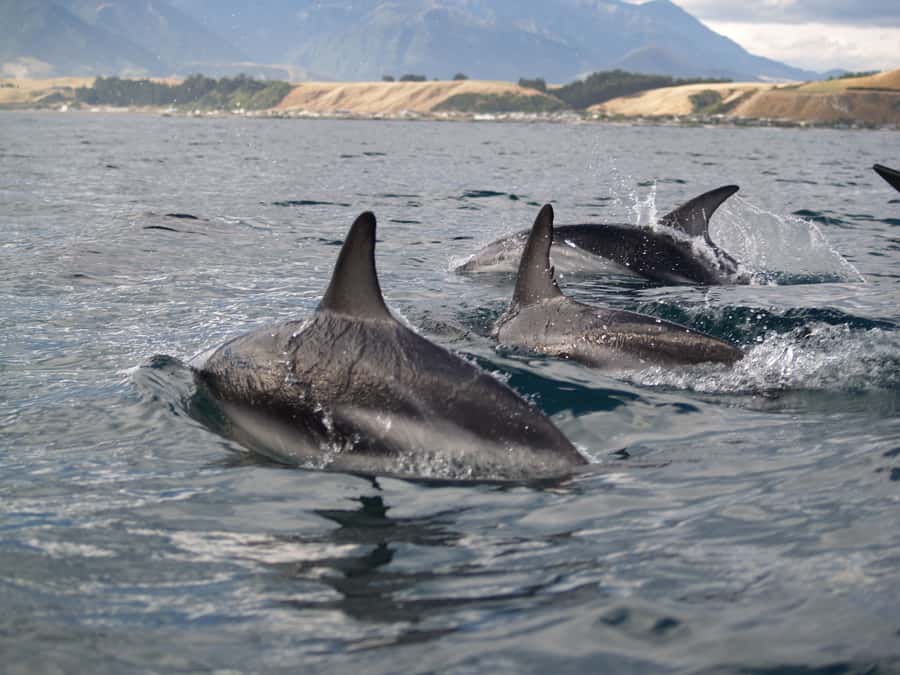 Kaikoura: Sunset Evening Kayaking Tour - The enclosed kayak: warm, steady, and camera friendly