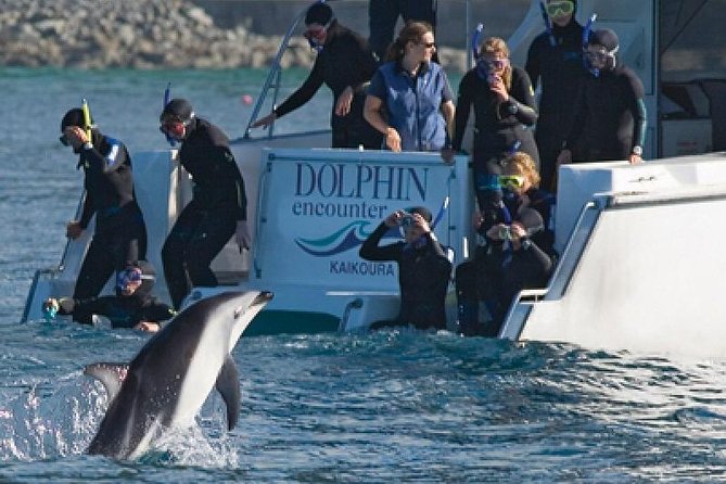 Kaikoura Swim with Dolphins Tour from Christchurch - Key things to know before you go