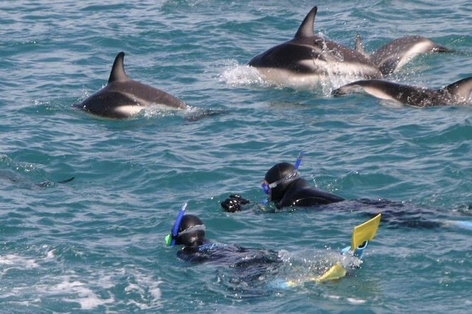 Kaikoura Swim with Dolphins Tour from Christchurch - Dolphins, numbers, and that wild-in-the-best-way feeling