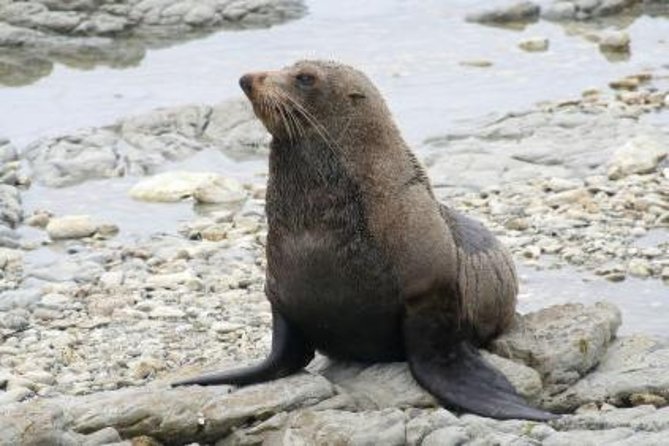 Kaikoura Swim with Dolphins Tour from Christchurch - The value question, is $254.44 worth it?