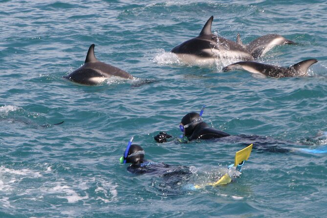 Kaikoura Whale and Dolphin Overnight Tour from Christchurch - Key things I’d pay attention to