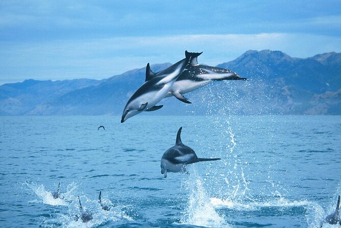 Kaikoura Whale and Dolphin Overnight Tour from Christchurch - Whale watching cruise: what you’re paying for on the water