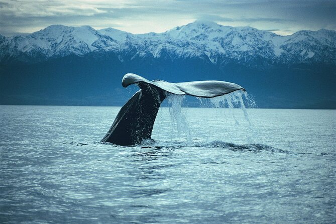 Kaikoura Whale and Dolphin Overnight Tour from Christchurch - The practical fit: who should book, and who should think twice