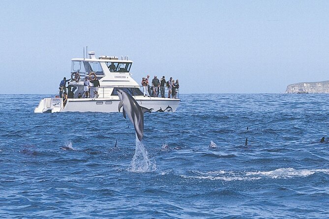 Kaikoura Whale and Dolphin Overnight Tour from Christchurch - Seal colony viewing and the dusky dolphin swim with snorkel gear