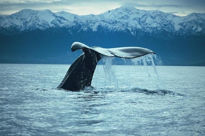 Kaikoura Whale Watch Day Tour from Christchurch - Christchurch to Kaikoura Without the Driving Fatigue