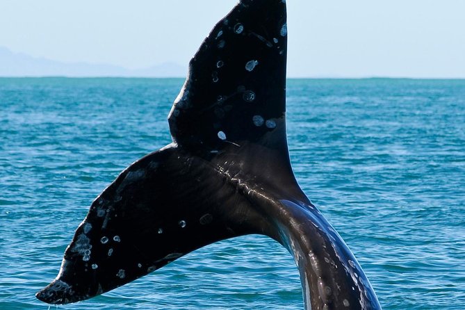 Kaikoura Whale Watch Day Tour from Christchurch - Lunch and Time in Kaikoura: A Real Break Between Wildlife Hits