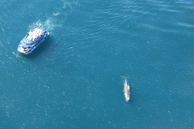 Kaikoura Whale Watch Day Tour from Christchurch - The Optional Wine Tasting Stop: Worth It, But Not Guaranteed