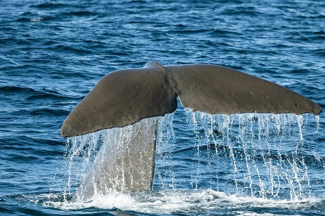 Kaikoura Whale Watch Day Tour from Christchurch including Coastal Pacific Train - Coastal Pacific train: what the rail portion really delivers
