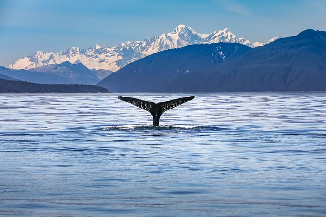 Kaikoura Whale Watch Tour from Christchurch - Small Group - Key things to know before you go