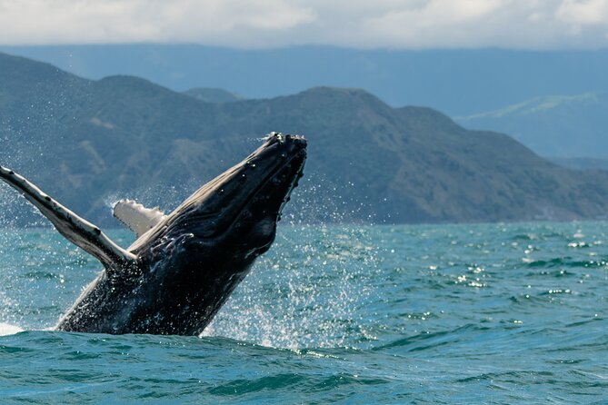 Kaikoura Whale Watch Tour from Christchurch - Small Group - Cheviot and Hundalee Hills: the land stop that sets the tone