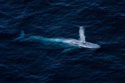 Kaikōura Whale Watching – 1hr 20min Ultimate Adventure