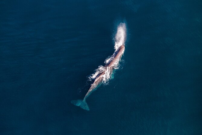 Kaikōura Whale Watching - 1hr 20min Ultimate Adventure - Timing, total duration, and why the 6-person limit matters