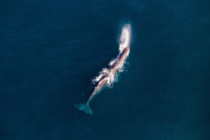 Kaikoura Whale Watching - 45 Minute Ocean Safari - Wildlife odds: sperm, blue, orca, dolphins, and fur seals
