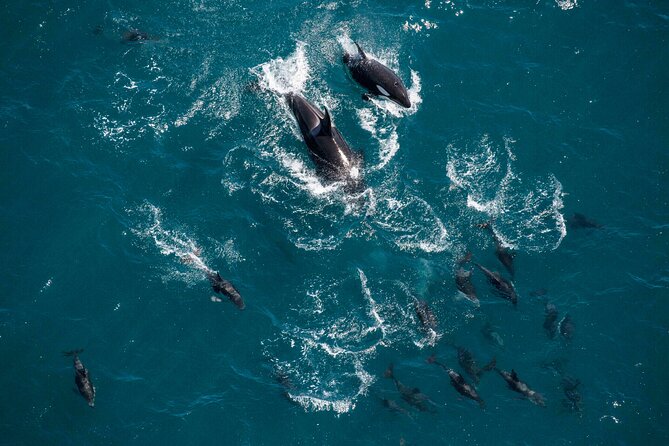 Kaikoura Whale Watching - 45 Minute Ocean Safari - Gear, comfort, and the small-group feel (max 6)