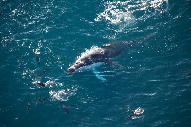 Kaikoura Whale Watching - 45 Minute Ocean Safari - The helicopter flight over Kaikōura Canyon: spotting whales from head to tail
