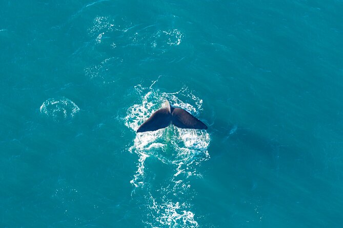Kaikōura Whale Watching and Scenic Landing - 1hr Premier Tour - Before you book: my decision checklist