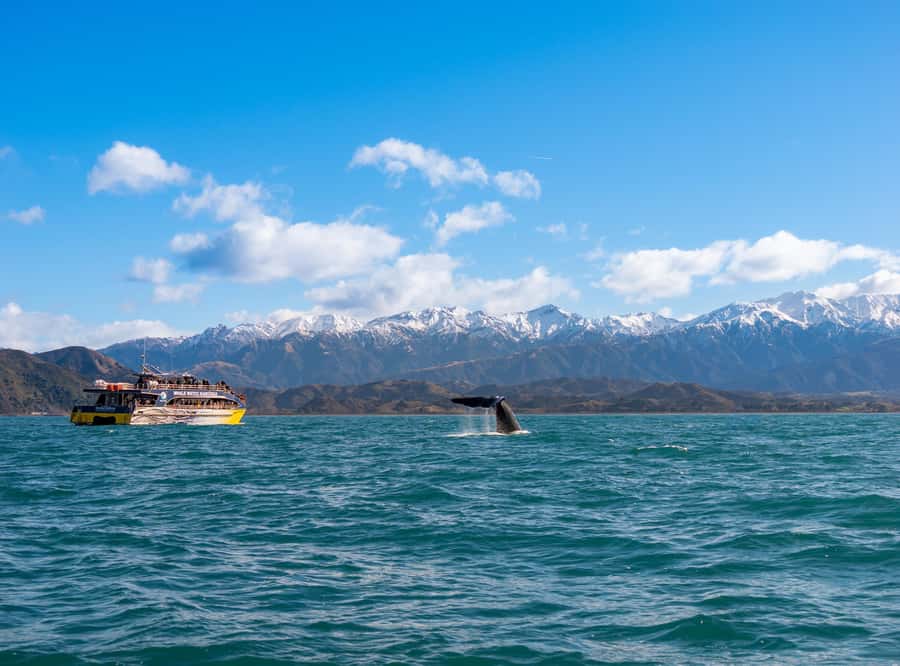 Kaikoura: Whale Watching Cruise - Whale Watching Off Kaikoura: How the Crew Times the Best Moments