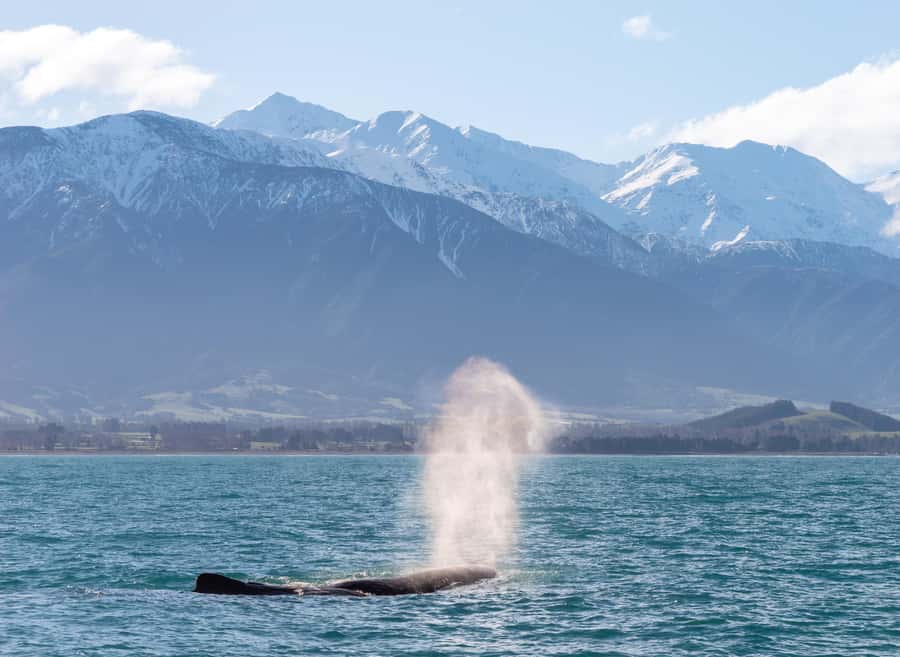 Kaikoura: Whale Watching Cruise - Watching from Mountain Views: What the Coast Adds to the Sighting