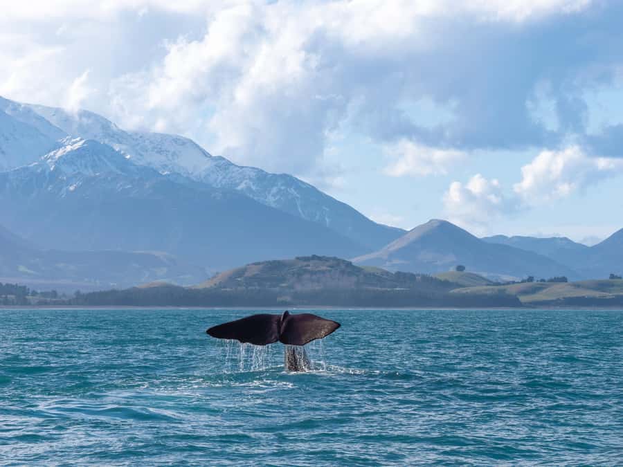 Kaikoura: Whale Watching Cruise - Price and Value: Is $104 Worth It in Kaikoura?