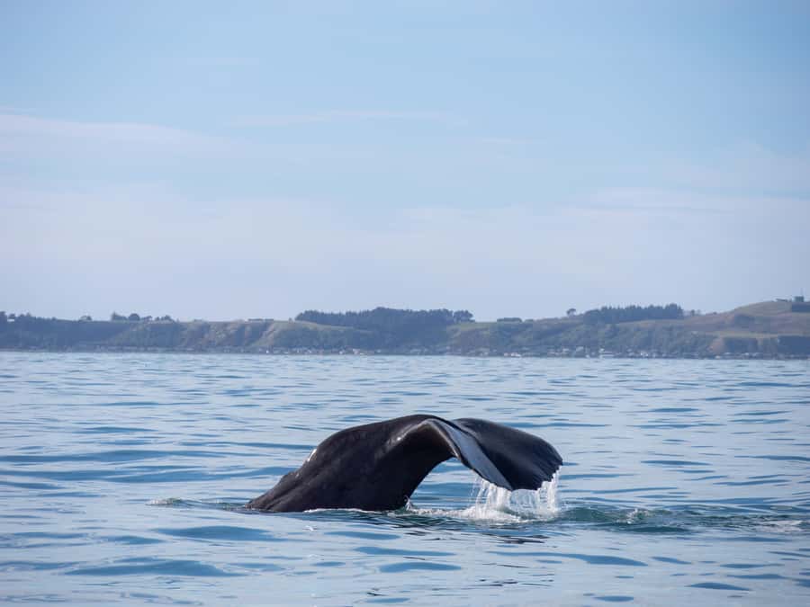 Kaikoura: Whale Watching Cruise - Who This Whale Cruise Suits Best (And Who Might Want a Different Plan)