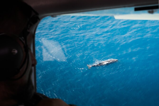 Kaikoura: Whale Watching Flight - Key highlights