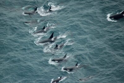 Whale Watching Flight