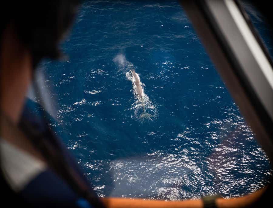 Kaikoura: Whale Watching Flight with Commentary - Why a Kaikoura whale-watching flight is different from a boat