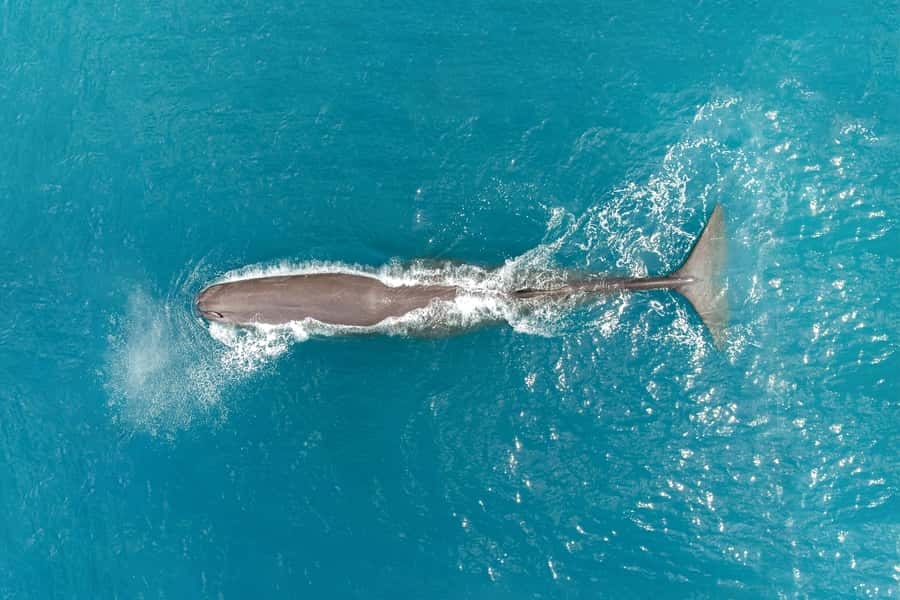 Kaikoura: Whale Watching Flight with Commentary - Safety briefing and headsets, the parts people forget to appreciate