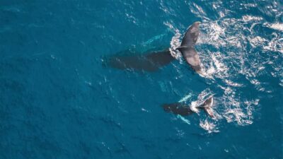 Whale Watching Flight with Commentary