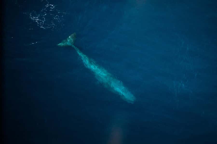Kaikoura: Whale Watching Flight with Commentary - The scenery payoff: alpine ranges and turquoise reef views