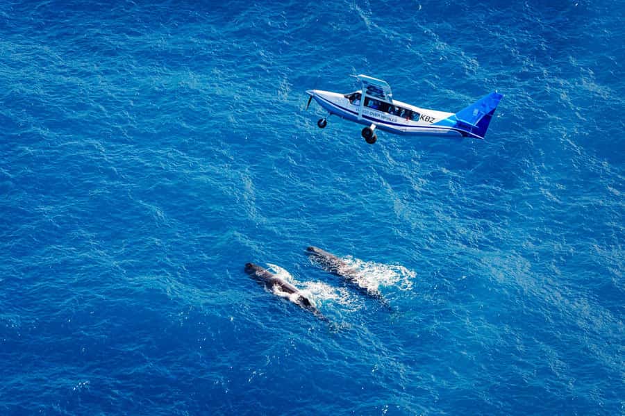 Kaikoura: Whale Watching Flight with Guided Commentary - Key Points You’ll Care About