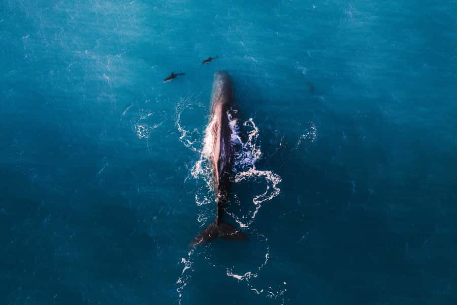 Kaikoura: Whale Watching Flight with Guided Commentary - The Value of a Kaikoura Whale Watching Flight in Just 30 Minutes