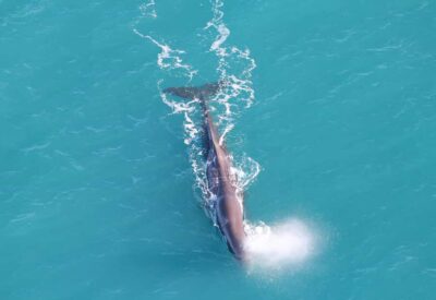 Whale Watching Flight with Guided Commentary