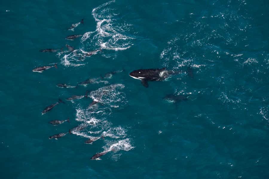Kaikoura: Whale Watching Flight with Guided Commentary - The Kaikoura Coastline, Peninsula, and Mountain Views You Get From Above