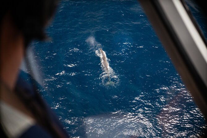 Kaikōura Whale Watching Scenic Flight (40 Minutes) - Key things that make this flight worth your time