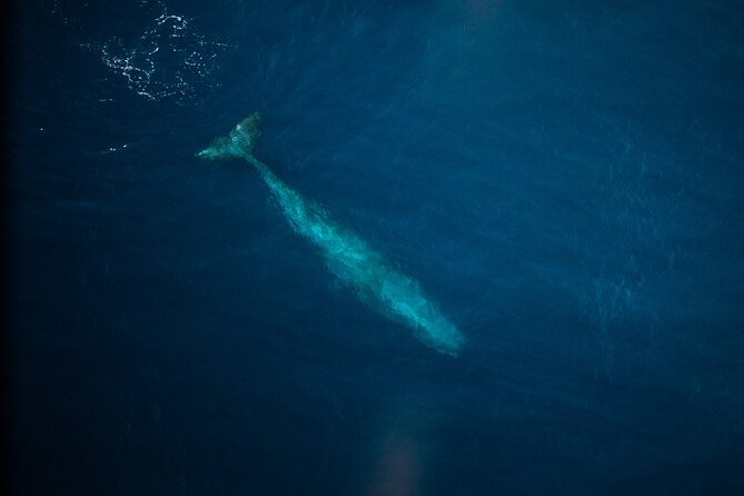 Kaikōura Whale Watching Scenic Flight (40 Minutes) - What you might spot: sperm whales first, then the extras