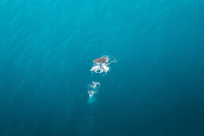 Kaikōura Whale Watching Scenic Flight (40 Minutes) - Why you get real value at $170.66 per person
