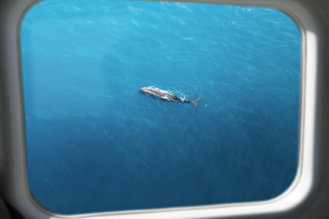 Kaikōura Whale Watching Scenic Flight (40 Minutes) - The small details that make it comfortable