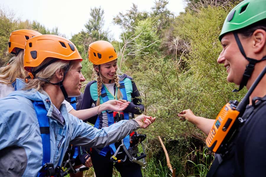 Kaikōura: Zipline and Native Forest Adventure Trip - The zipline course: five flying-fox runs with real ocean payoff