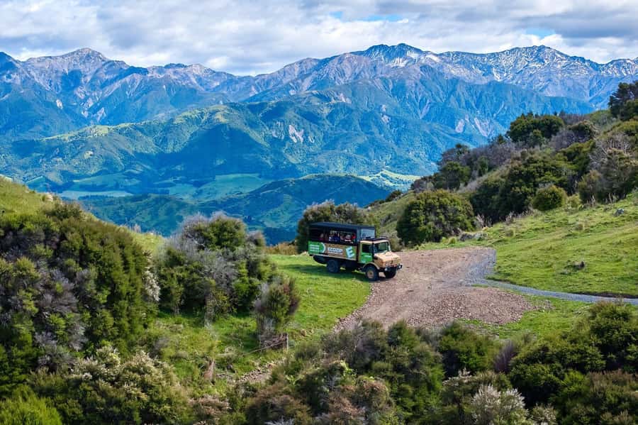 Kaikōura: Zipline and Native Forest Adventure Trip - Price and value for a 210-minute, full-systems day