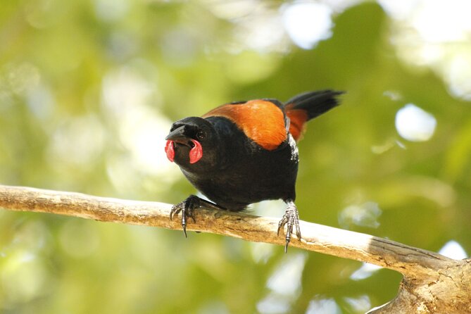 Kapiti Island Classic Guided Day Tour - Who this private Kapiti Island day tour fits best