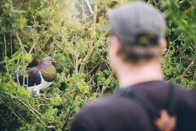 Kapiti Island Classic Guided Day Tour - Weather, season, and what to plan for so the day actually happens