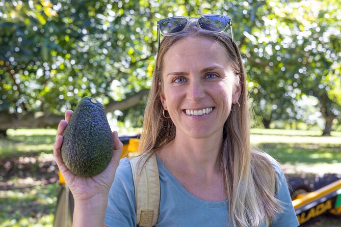 Katikati Gourmet Avocado Tasting - Key Highlights Worth Planning For