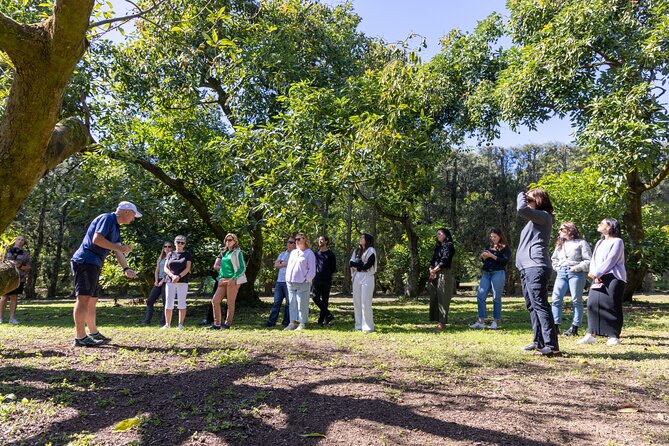 Katikati Gourmet Avocado Tasting - Picking Avocados When It’s In Season: Fun, But With Real Limits