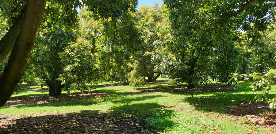 Katikati: Guided Avocado Adventures with Tasty Treats - Key highlights that make this tour worth your time