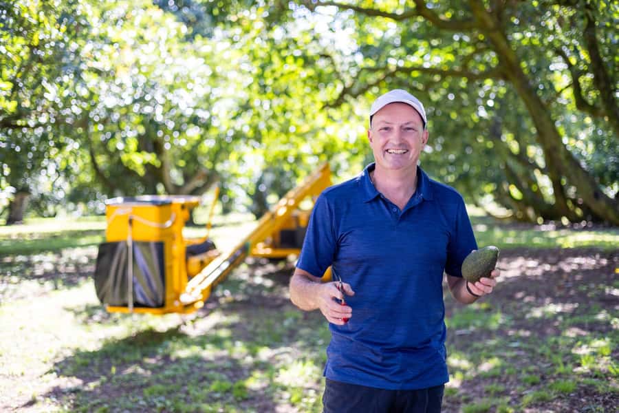 Katikati: Guided Avocado Adventures with Tasty Treats - Katikati’s avocado orchard, where the lesson is in the trees