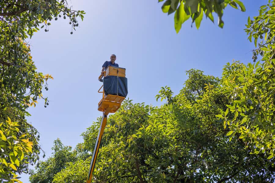 Katikati: Guided Gourmet Avocado Tour - Native birds and orchard details you’ll actually notice